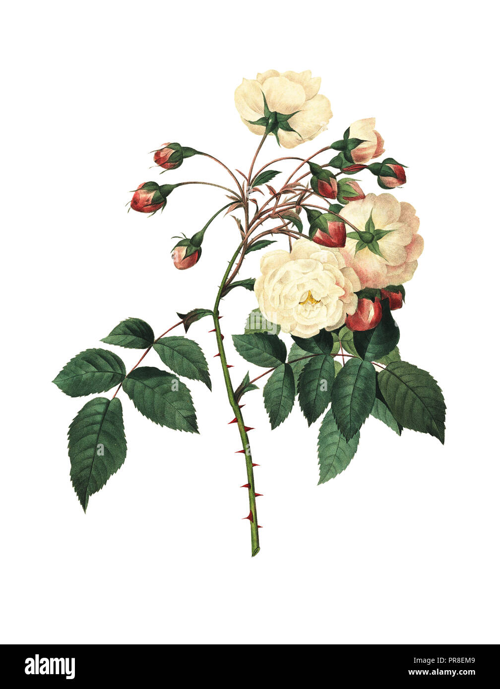 19ème siècle Illustration d'une rose Adélaïde d'Orléans. Gravure par Pierre-Joseph Redoute. Publié dans Choix des Plus Belles fleurs, Paris (1827). Banque D'Images