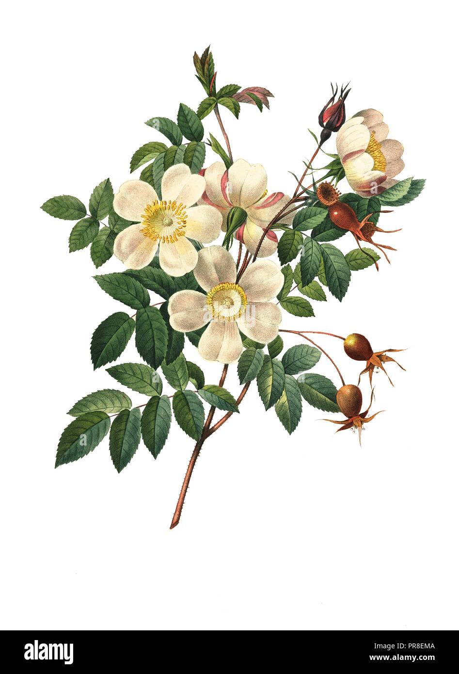 19ème siècle Illustration d'une rose candolleana. Gravure par Pierre-Joseph Redoute. Publié dans Choix des Plus Belles fleurs, Paris (1827). Banque D'Images