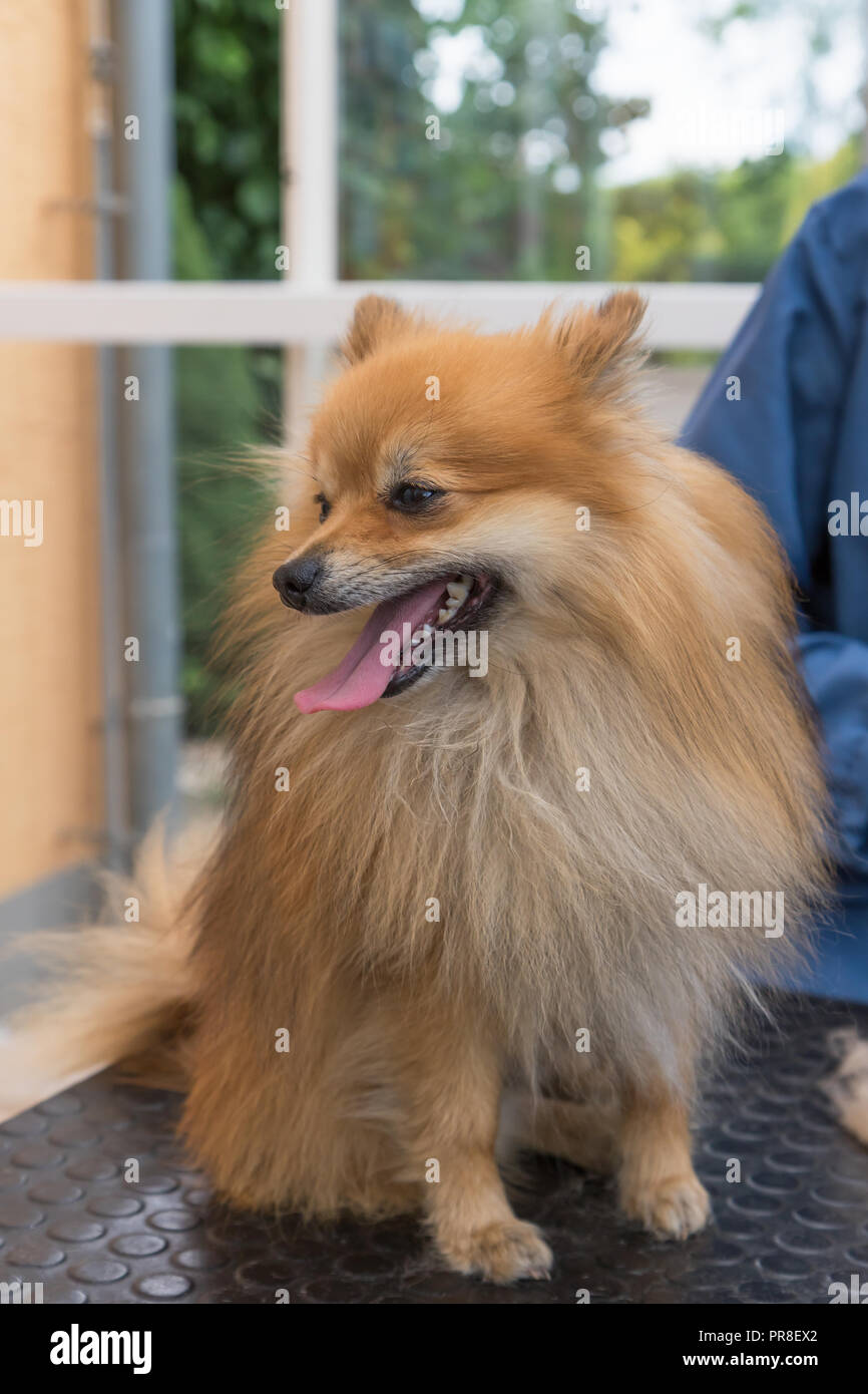 Smiling Spitz Pomeranian dog pose sur la table de toilettage. Verticalement. Banque D'Images