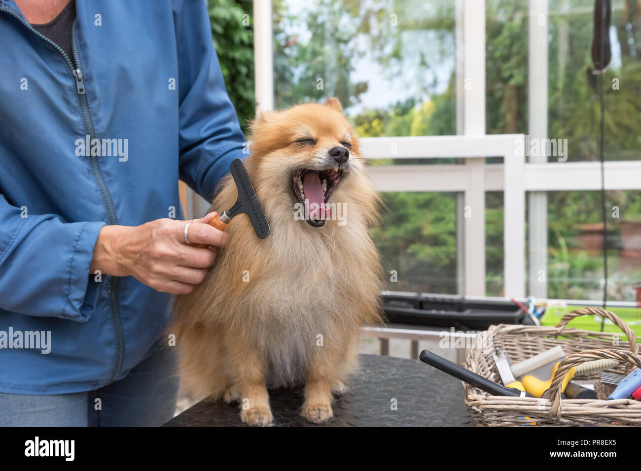 Spitz Pomeranian riant chien est toiletté l'article sur la table avec la bouche ouverte. À l'horizontale. Banque D'Images