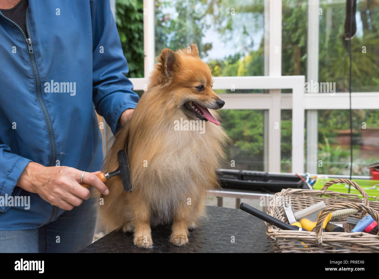 Spitz Pomeranian dog est toiletté debout sur la table de toilettage et regardant un panier avec des peignes. À l'horizontale. Banque D'Images