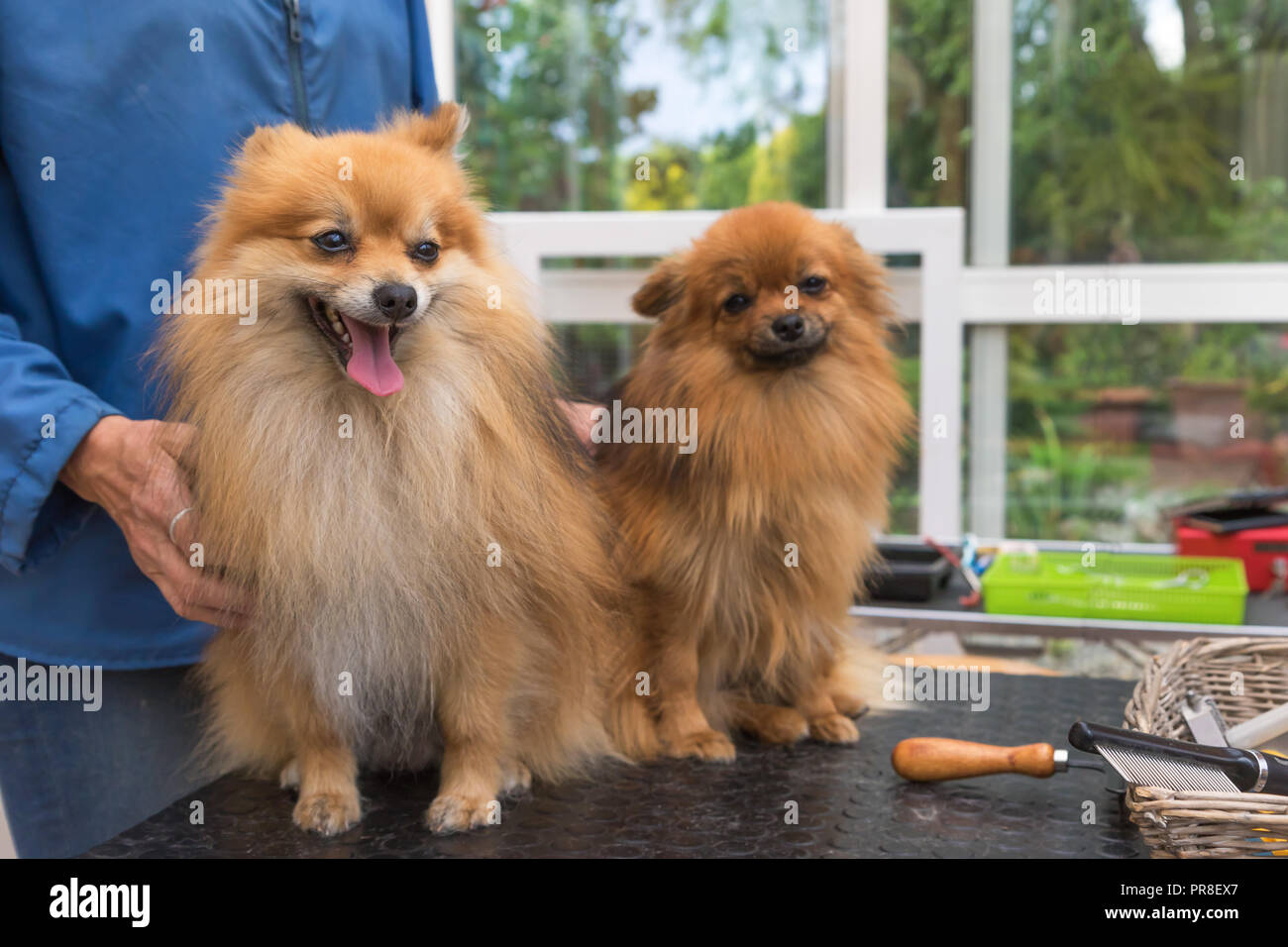 Paire de chiens Pomeranian Spitz Allemand est debout sur la table de toilettage face à l'objectif. À l'horizontale. Banque D'Images