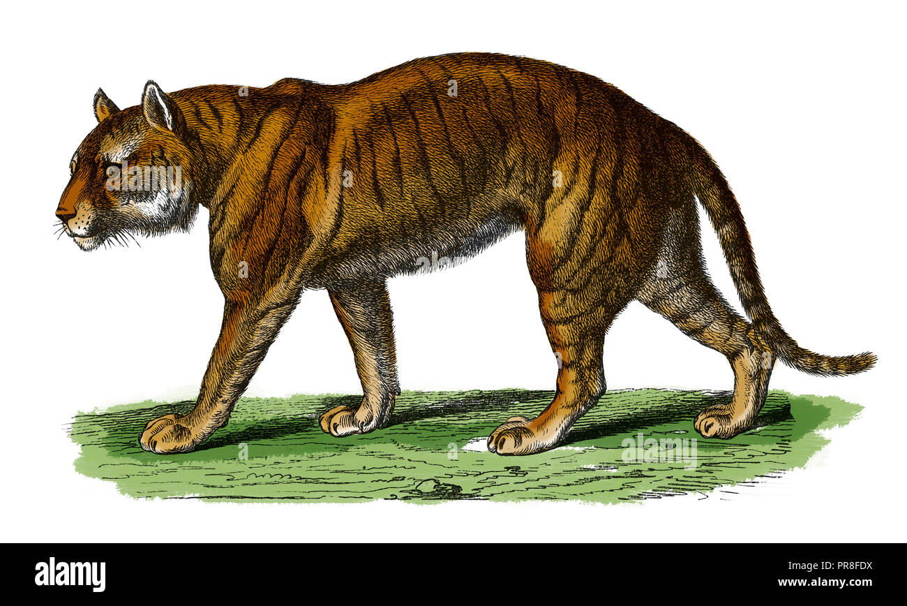19ème siècle Illustration d'un tigre. Publié dans Bilder-Atlas Systematischer zum Conversations-Lexikon Ikonographische Encyklopedie, der Wissenscha Banque D'Images