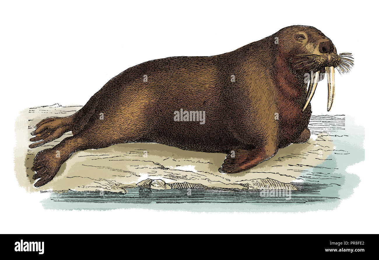 19ème siècle Illustration d'un morse - grand mammifère marin avec un ancêtre ressemblant à répartition discontinue sur le pôle Nord dans l'océan Arctique. Publ Banque D'Images