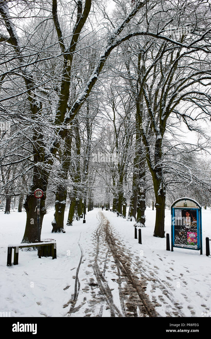 Scène d'hiver dans la région de Cambridge - Pièces du Christ. Chemin bordé par l'avenue des tilleuls Banque D'Images