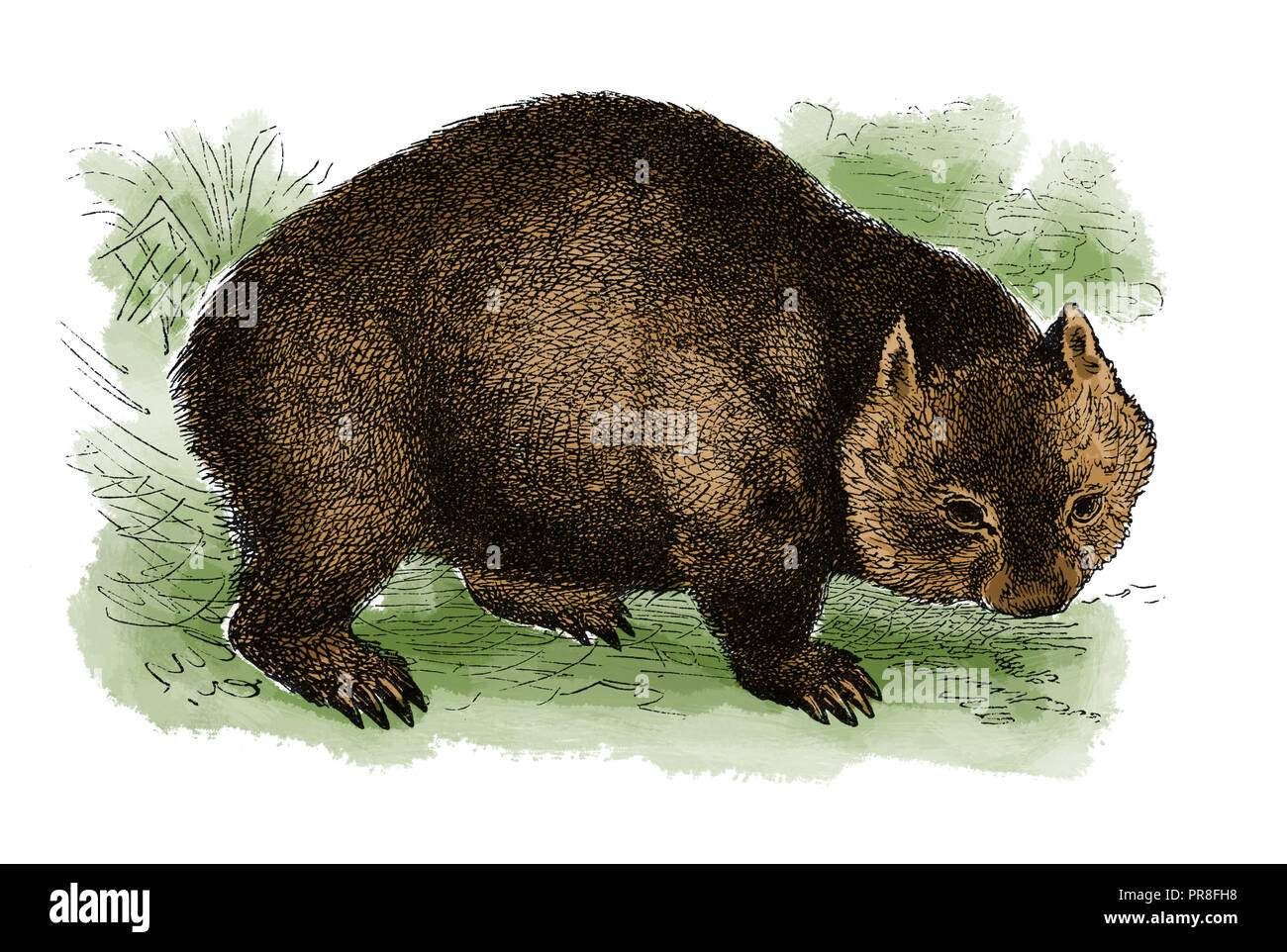 19ème siècle Illustration d'un wombat. Publié dans Bilder-Atlas Systematischer zum Conversations-Lexikon Ikonographische Encyklopedie, der Wissensch Banque D'Images