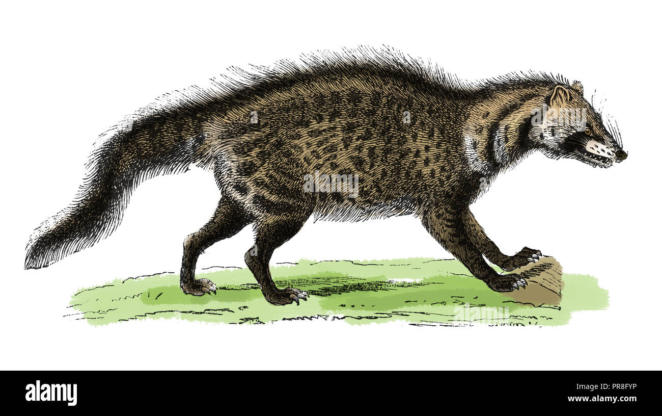 19ème siècle Illustration d'un civet. Publié dans Bilder-Atlas Systematischer zum Conversations-Lexikon Ikonographische Encyklopedie, der Wissenscha Banque D'Images