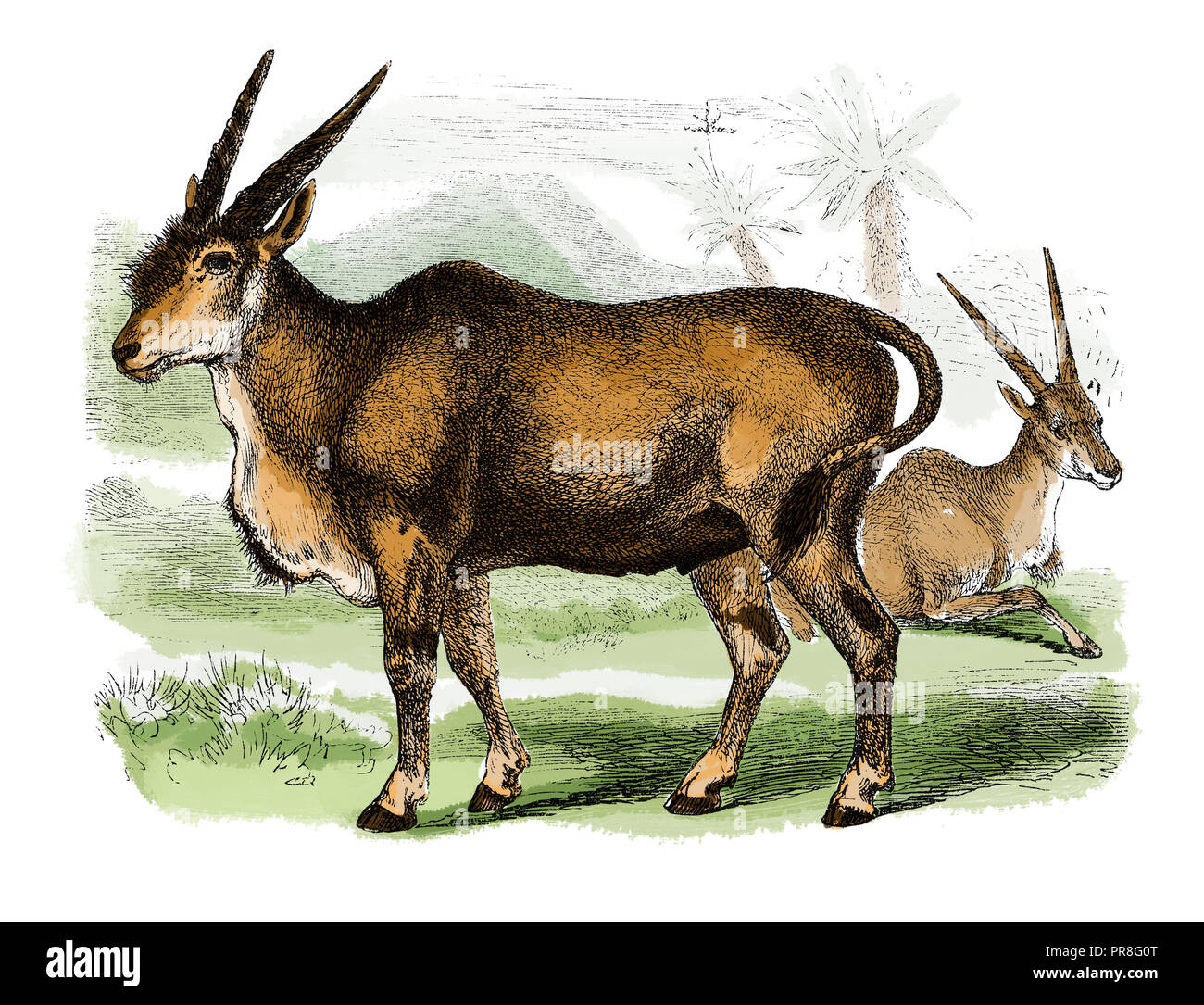 19ème siècle Illustration d'une politique commune de l'éland du Cap (Taurotragus oryx), également connue sous le nom de southern éland éland ou antilope, est une antilope des plaines et des Savanes Banque D'Images