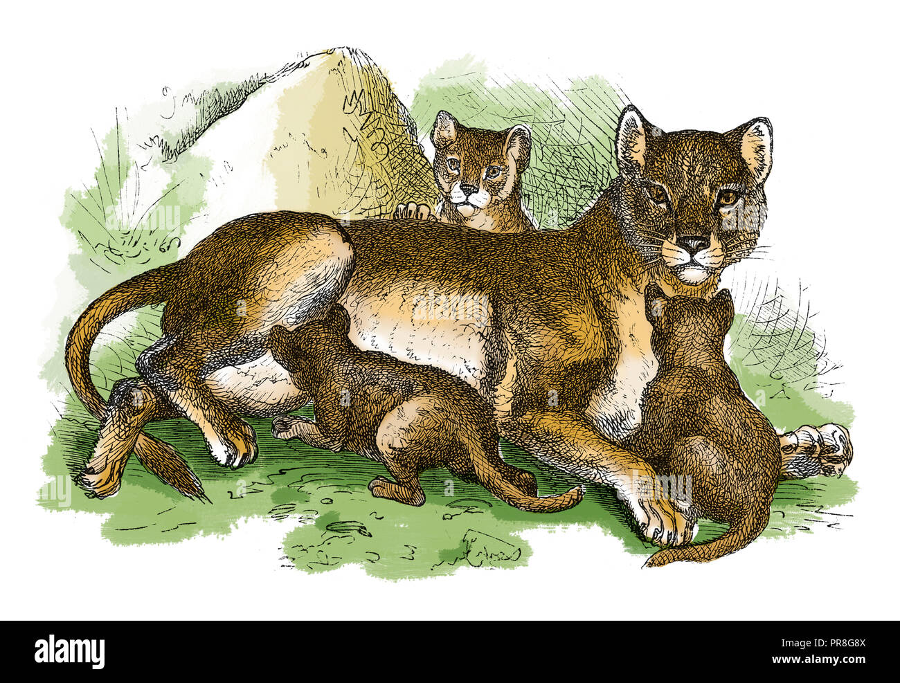 illustration du 19th siècle d'une lionne et d'un petit lion. Publié dans Systematischer Bilder-Atlas zum conversations-Lexikon Banque D'Images