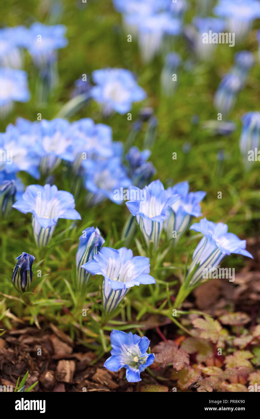 Gentiana fleurs. Banque D'Images