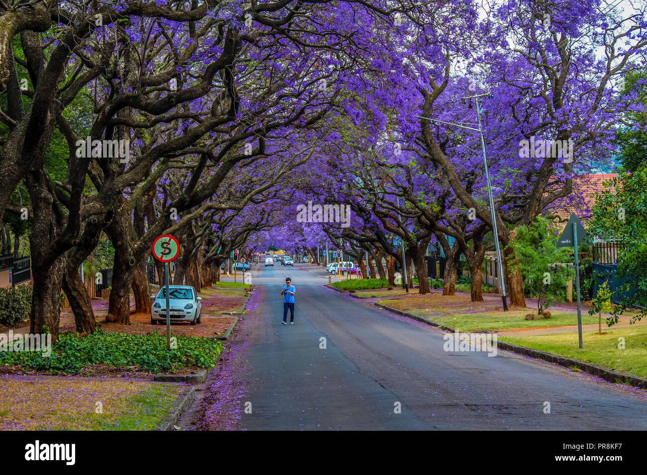 Un arbre fleuri mauve Jacaranda à Pretoria en octobre Printemps Banque D'Images