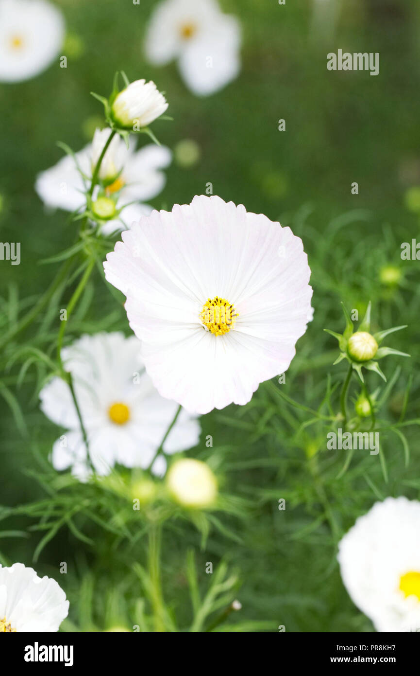 Cosmos bipinnatus blanc fleurs. Banque D'Images