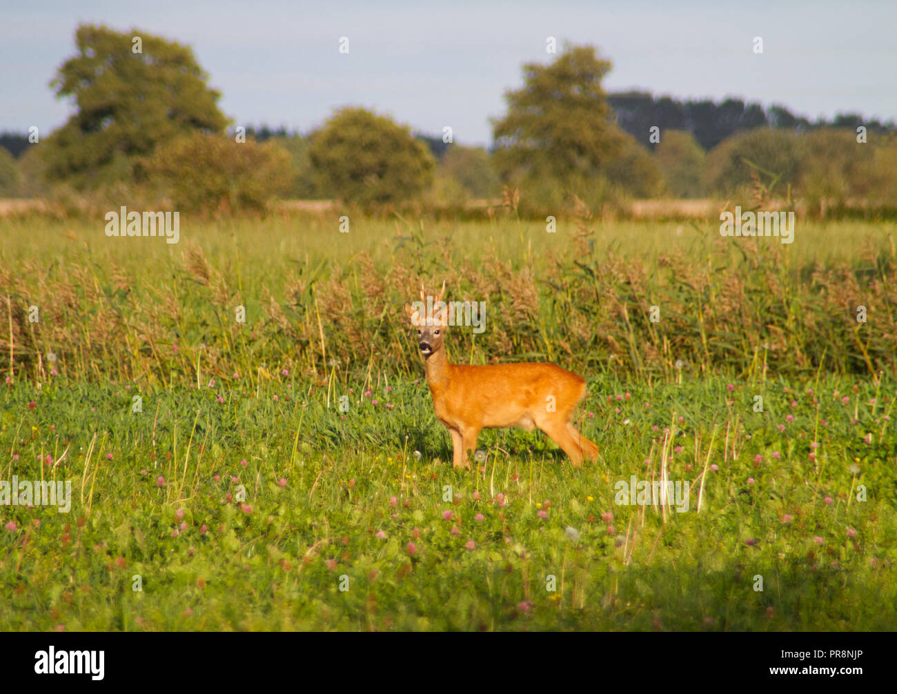 Buck, le chevreuil Capreolus capreolus, également connu sous le nom de Chevreuil, dans un pré Banque D'Images