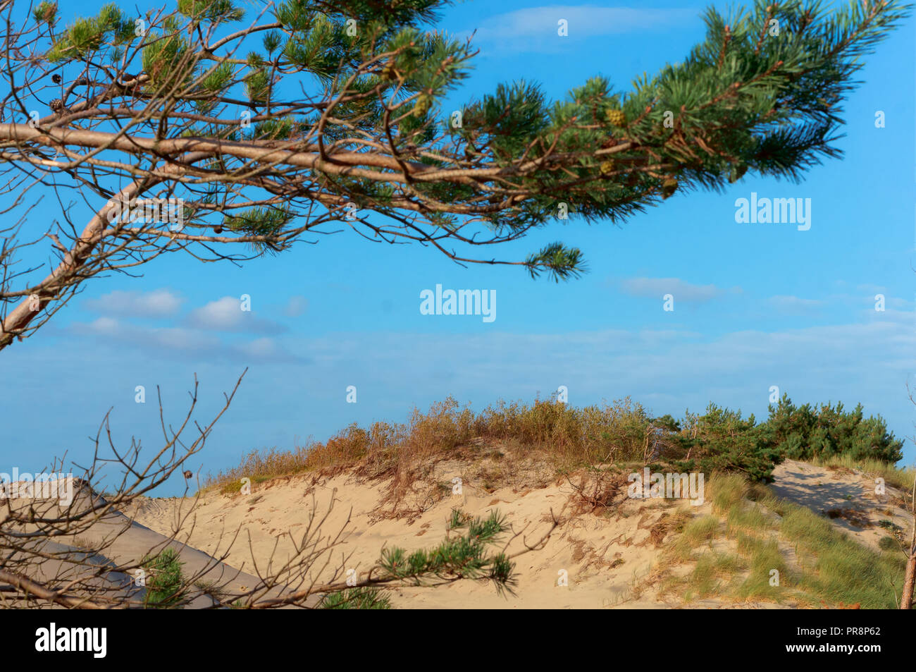 Les dunes de sable de la mer Baltique et de pins, Côte-de-sable et de pommes Banque D'Images