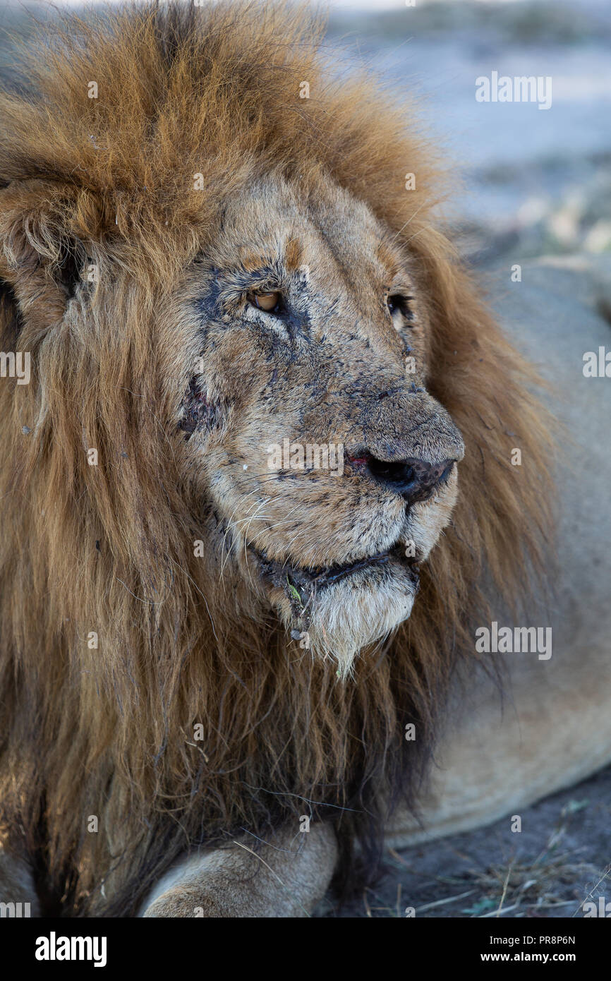 Le Scar face lion mâle à l'écart Banque D'Images