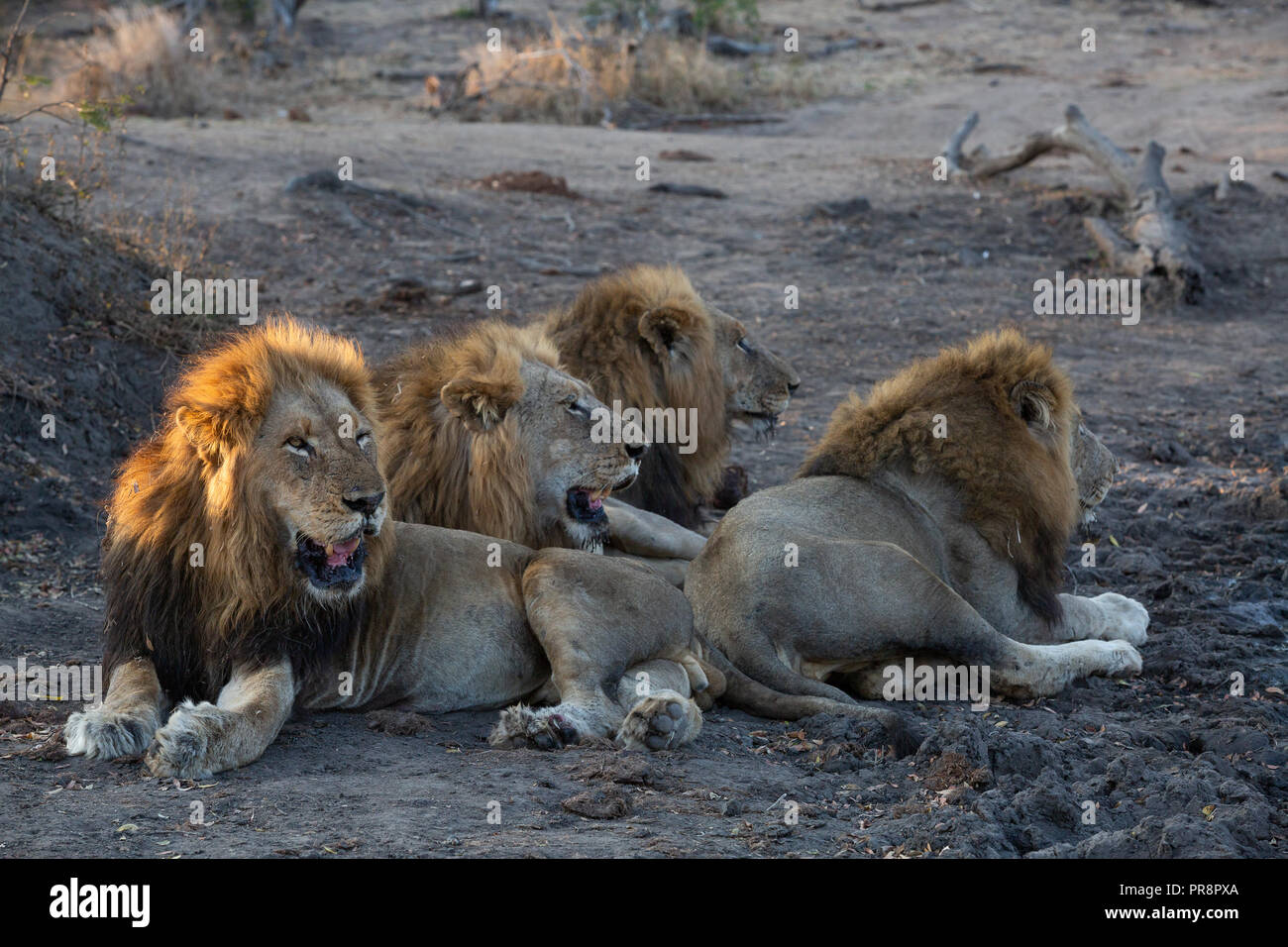 Frères lion couché ensemble après étancher leur soif à un point d'eau à proximité - image capturée dans le Parc National Kruger Banque D'Images