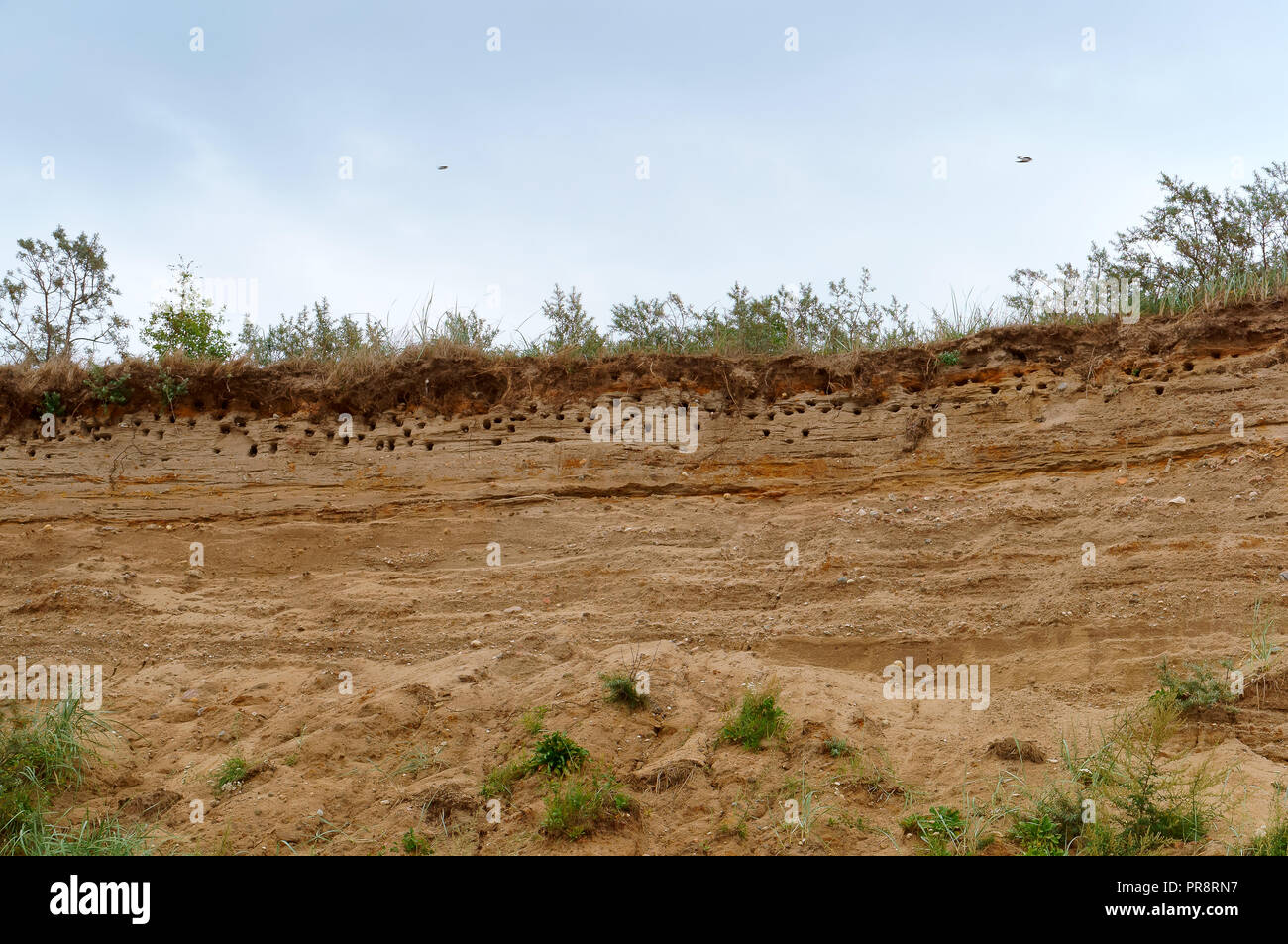 Nid d'oiseau dans le ravin, le nid d'oiseau burrows sur les pentes de la mer Banque D'Images