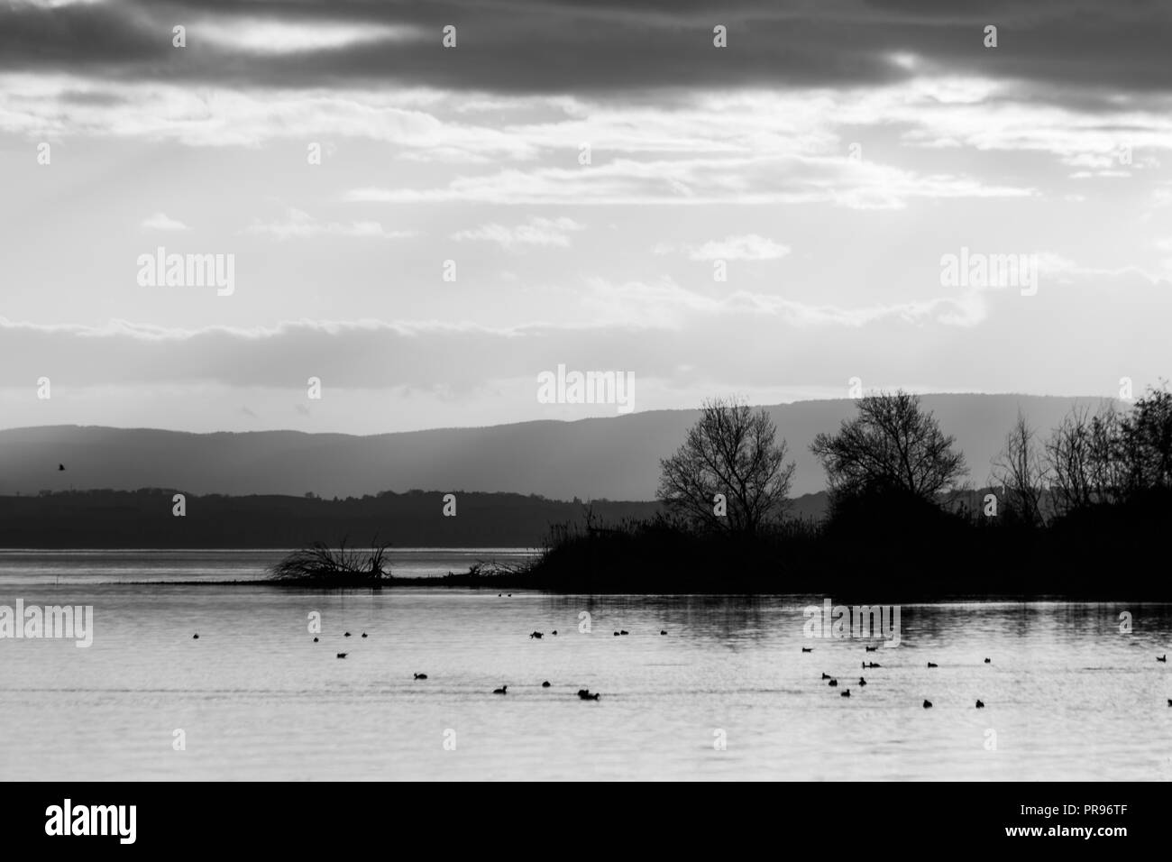Belle vue sur un lac avec des arbres se reflétant sur l'eau et d'oiseaux Banque D'Images