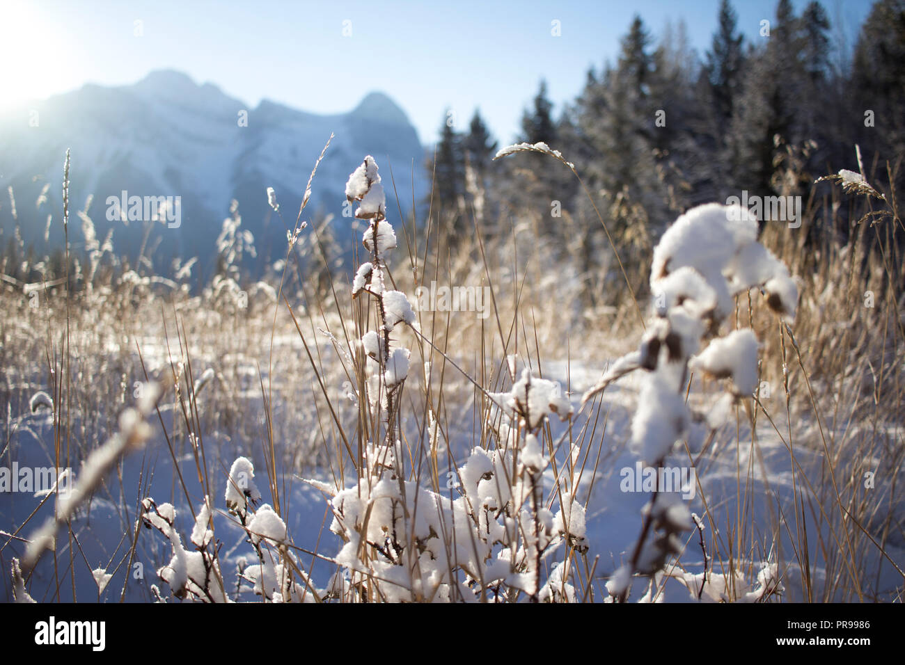 Soleil derrière le mont Rundle massif et l'allumage de l'herbe sèche de pointe argentée. Banque D'Images