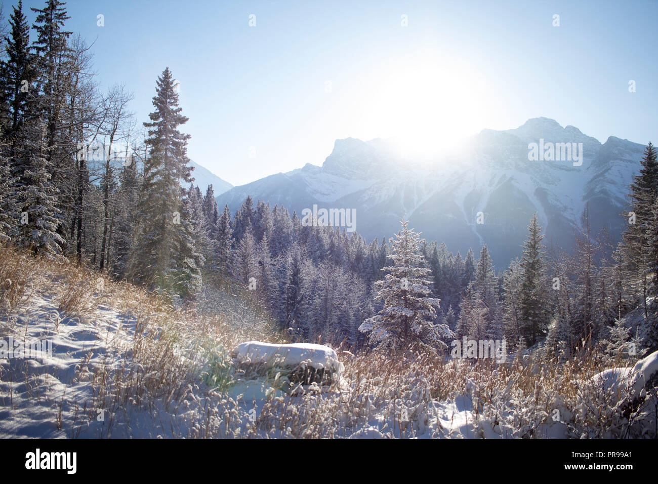 Soleil derrière le mont Rundle massif et l'allumage de l'herbe sèche de pointe argentée. Banque D'Images