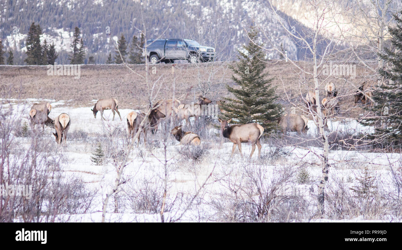Le Canmore troupeau de wapitis à côté de l'autoroute en hiver. Banque D'Images