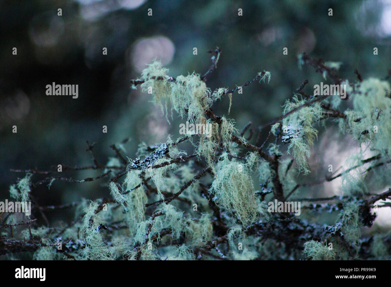 De lichen et de mousse sur les arbres en hiver dans les montagnes Rocheuses. Banque D'Images