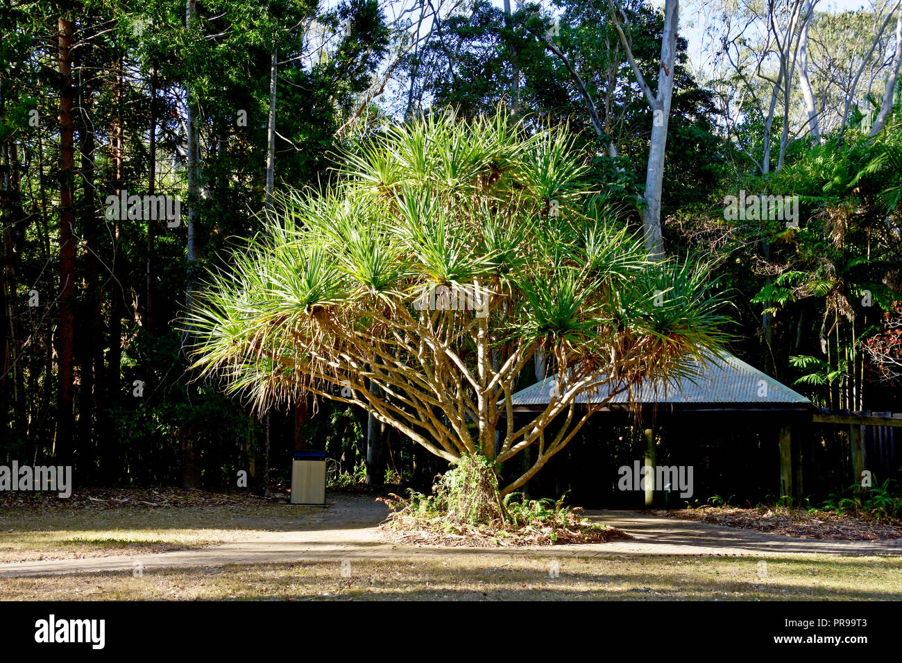 Arbres de pandanus. Banque D'Images