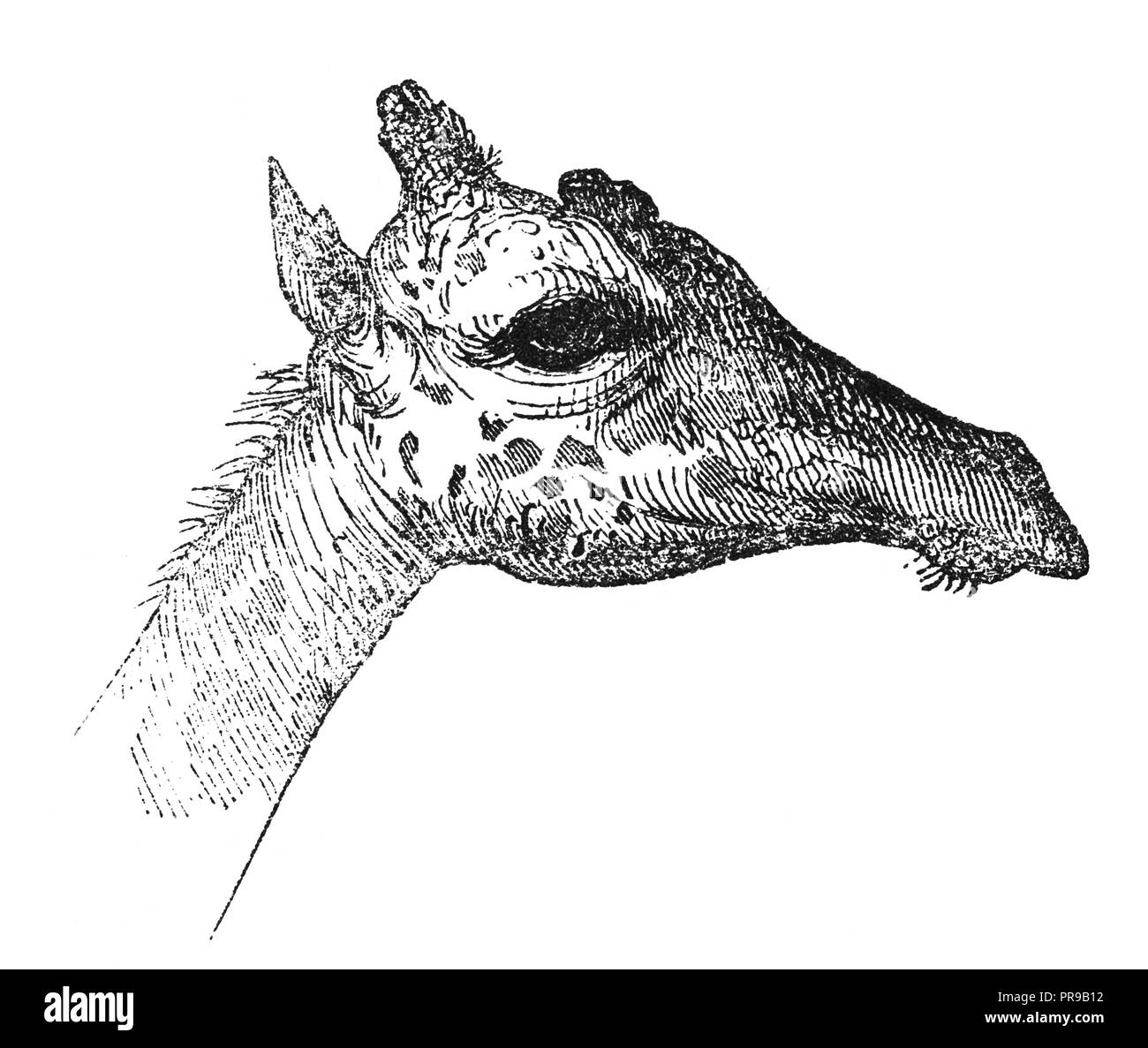 illustration du xixe siècle (gravure peinte à la main) de la tête de girafe (girafe). Œuvres d'art originales publiées dans le Magasin Pittoresque, Paris, 1846. Banque D'Images