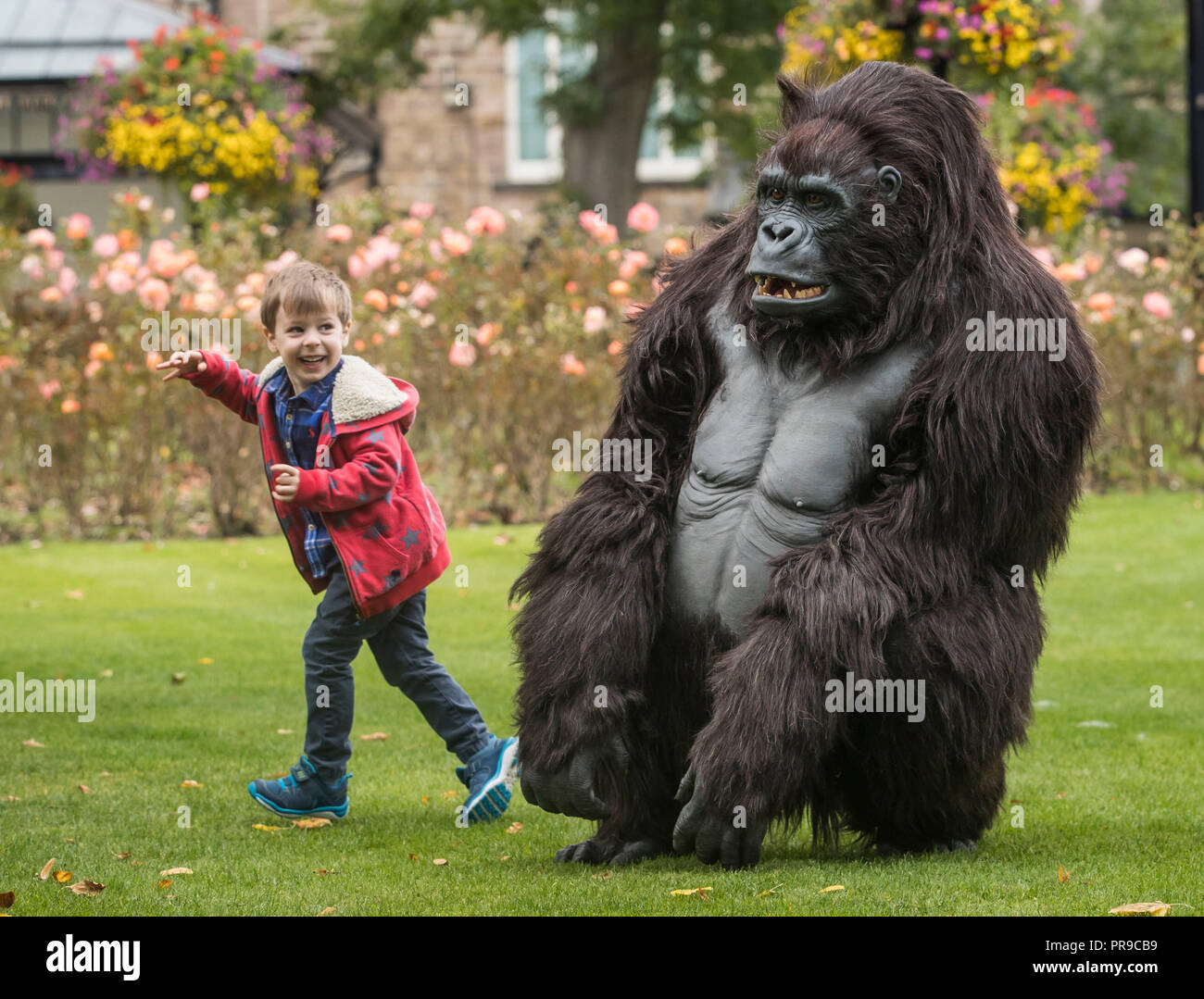 Theodore Kiaie interagit avec un gorille de montagne animatronique de taille réelle de Tourism Uganda lors du spectacle de voyage Wildlife & Safari au congrès de Harrogate à Harrogate, dans le Yorkshire. Banque D'Images
