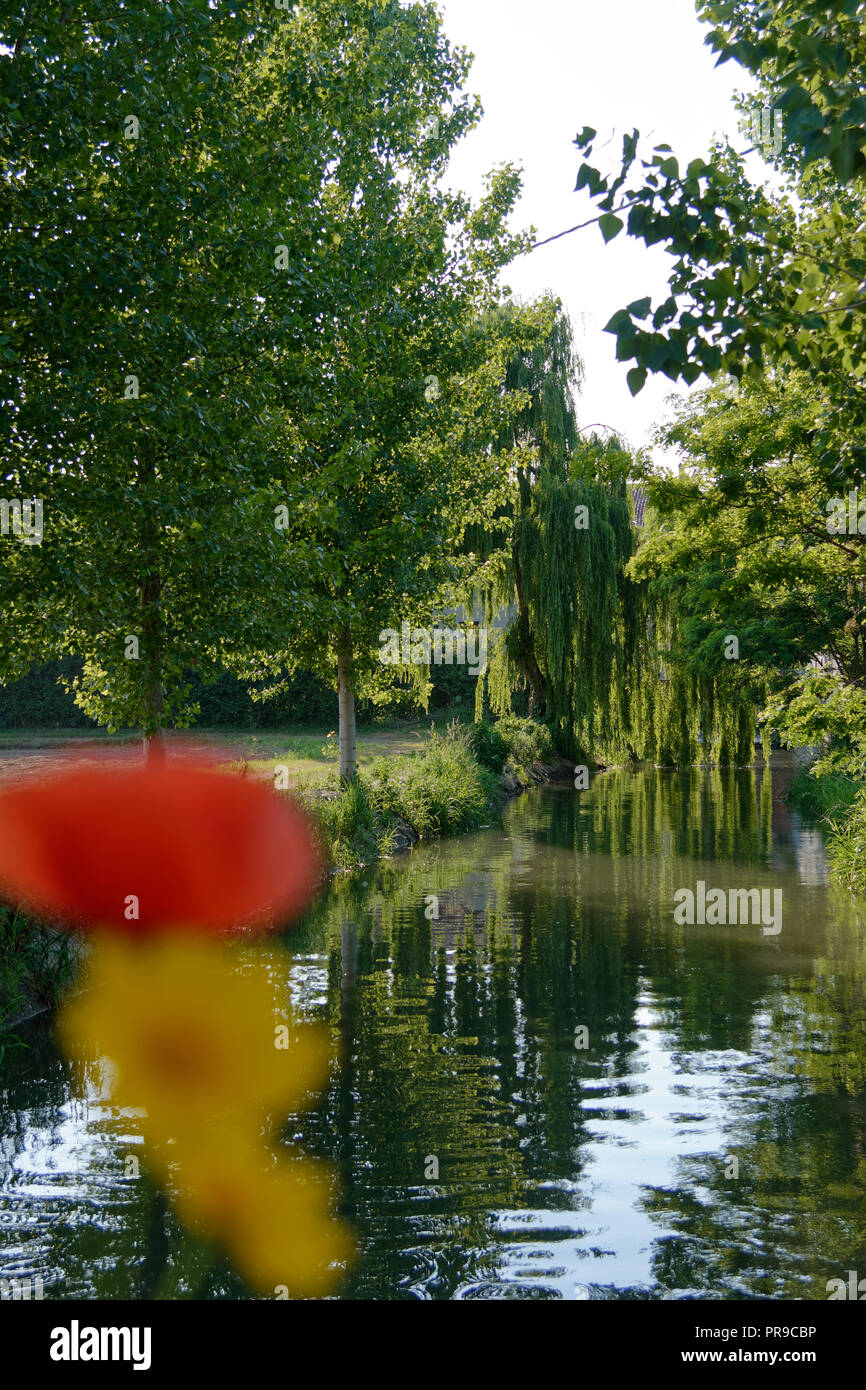 Reflets dans le fleuve avec des saules Banque D'Images