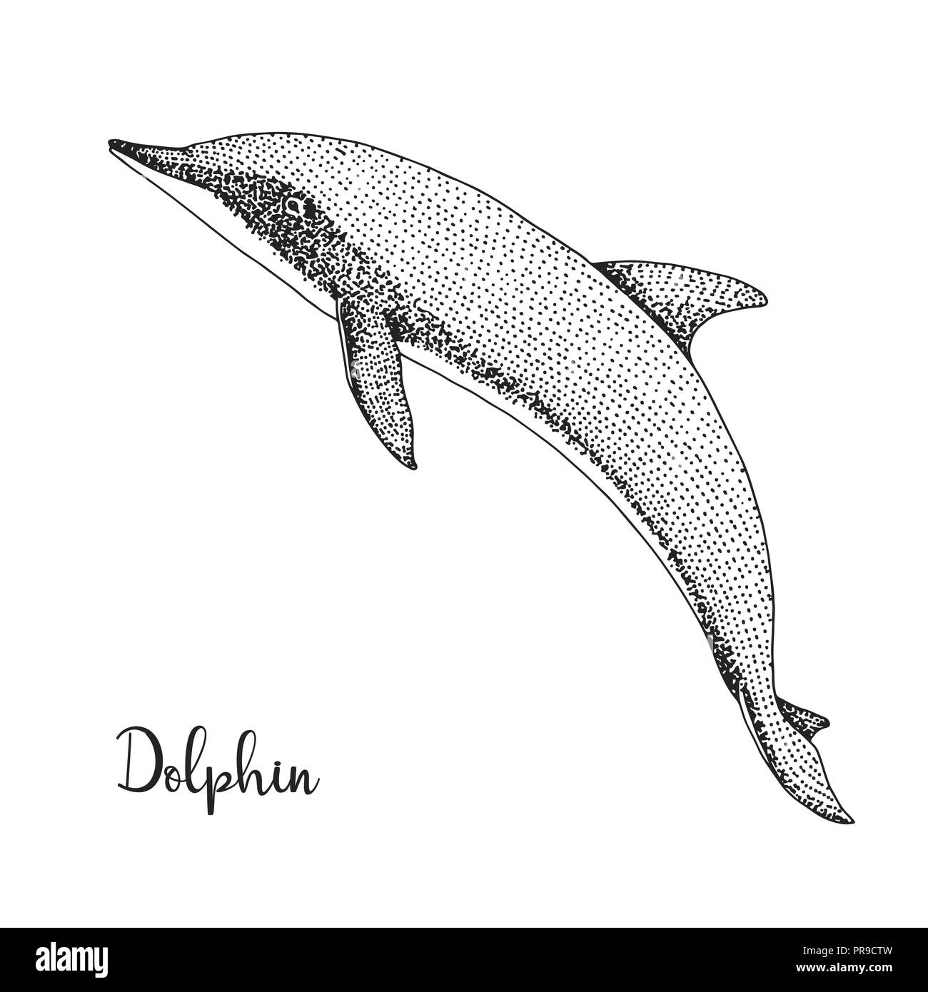 Dolphin dessiné à la main. Vector illustration dans un style croquis Illustration de Vecteur