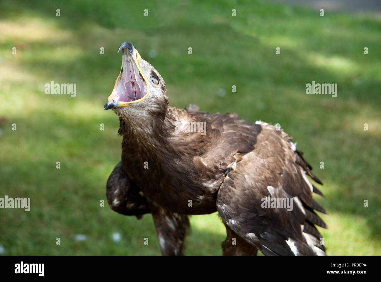 Golden Eagle Aquila ( chrystaetos) appeler avec bec grand ouvert montrant l'intérieur de sa bouche Banque D'Images