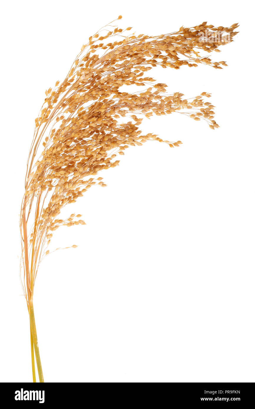 Oreille de millet isolé sur fond blanc Banque D'Images