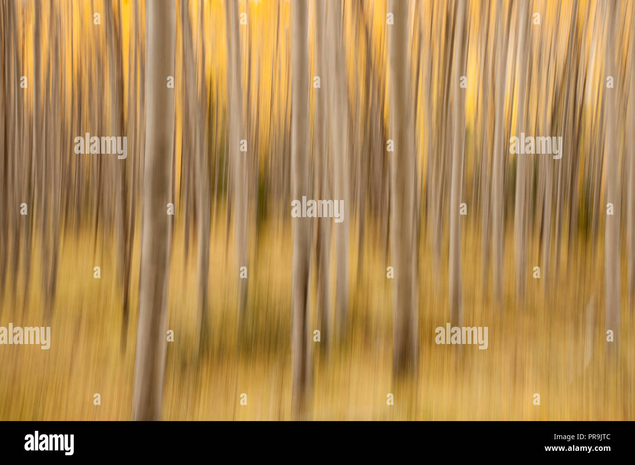 Les trembles ; couleurs de l'automne ; les impressions ; Le Parc National Denali, en Alaska. Banque D'Images