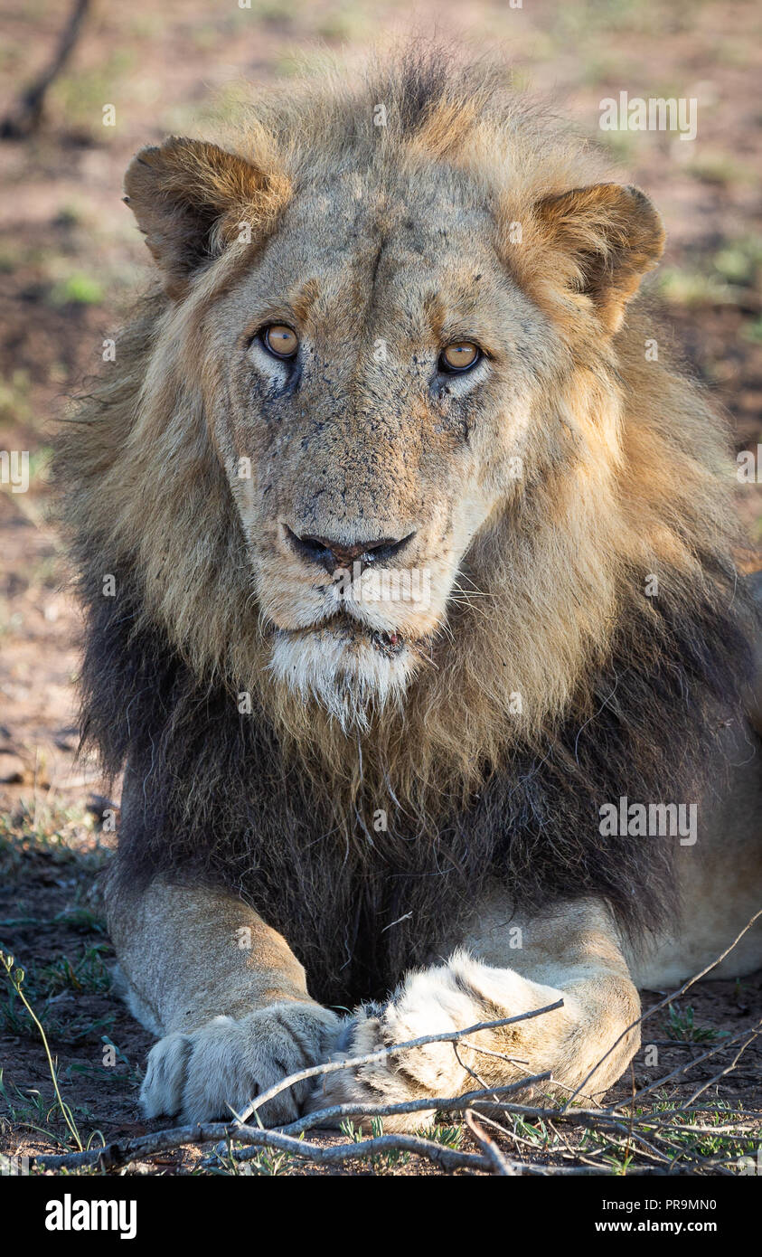 Portrait d'un vieux lion mâle capturé dans le Parc National Kruger Banque D'Images