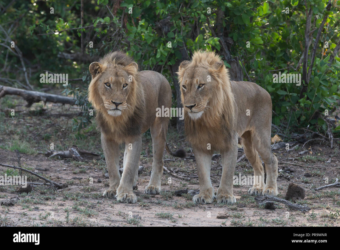 Frères Lion se dresse à côté d'ensemble vert épais buisson dans le Parc National Kruger Banque D'Images