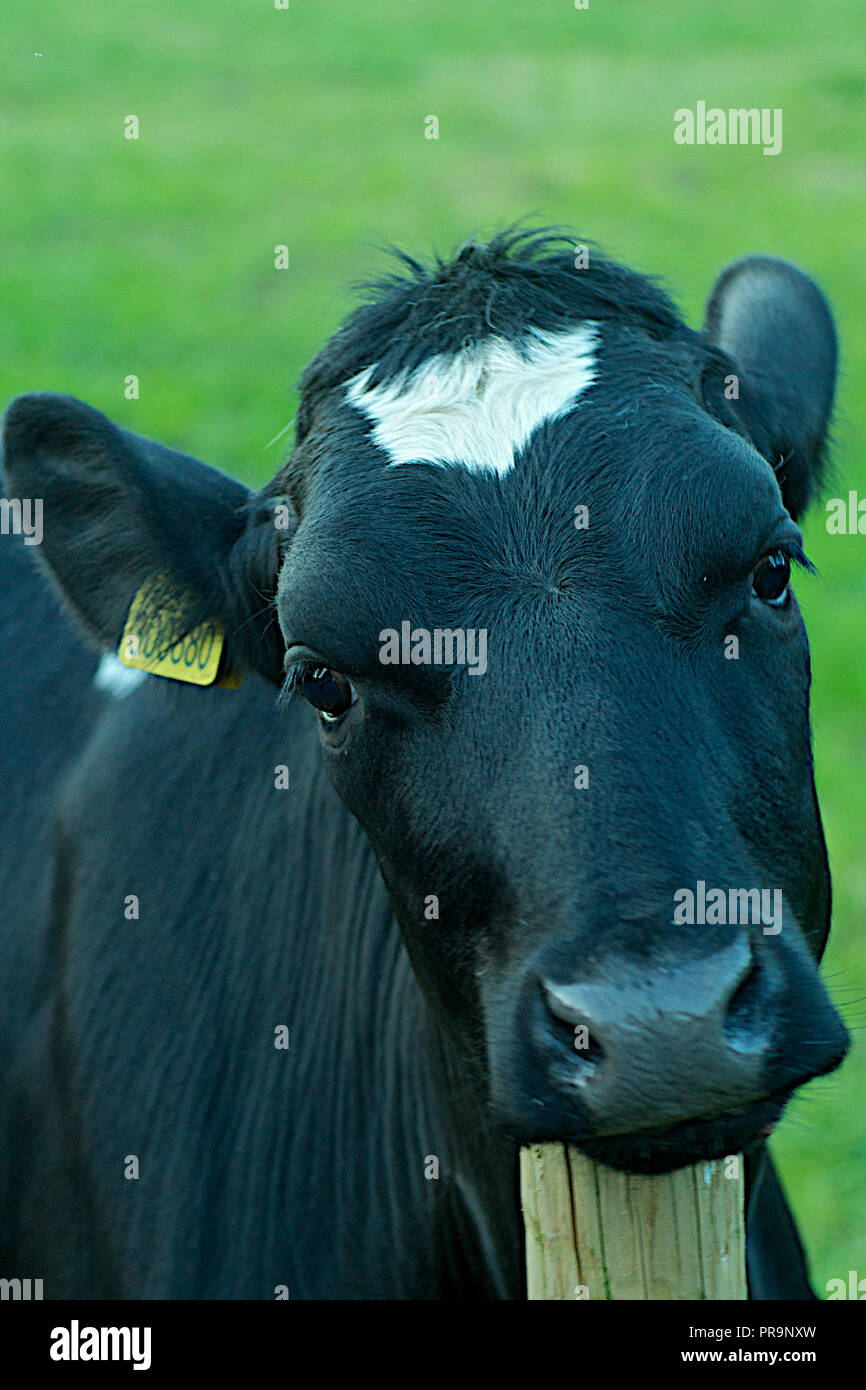 Visage de vache Banque D'Images