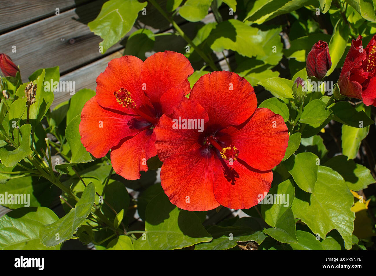 Fleurs d'hibiscus rouge en gros plan après-midi du soleil à Mallorca, Espagne. Banque D'Images