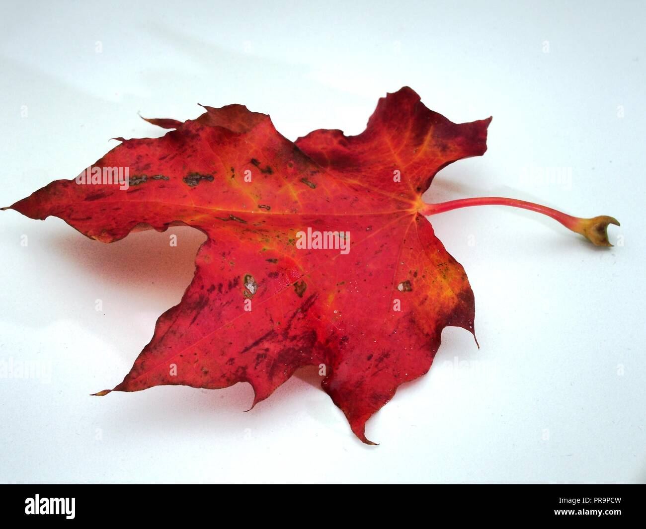 Feuille d'érable rouge tombé sur fond blanc. L'automne la chute des feuilles. Close up. Banque D'Images