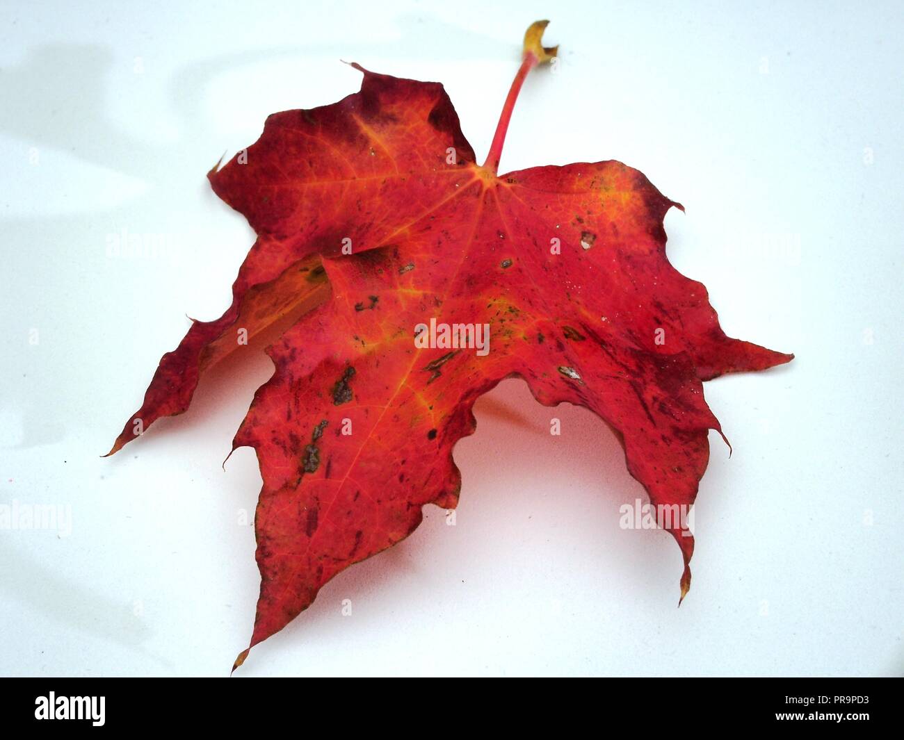 Feuille d'érable rouge tombé sur fond blanc. L'automne la chute des feuilles. Close up. Banque D'Images