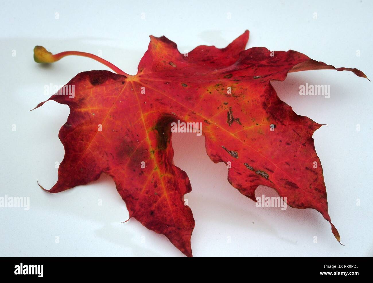 Feuille d'érable rouge tombé sur fond blanc. L'automne la chute des feuilles. Close up. Banque D'Images