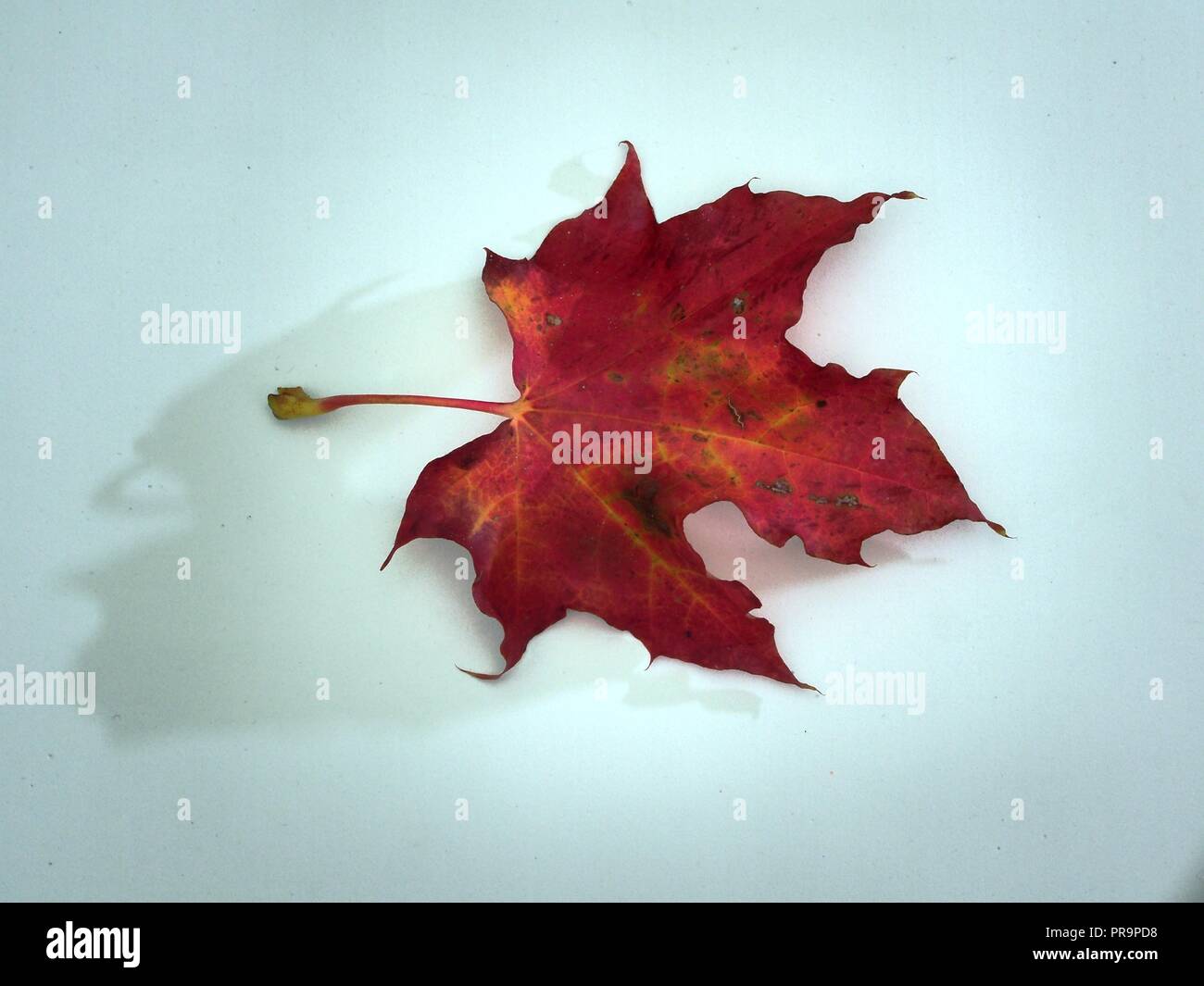 Feuille d'érable rouge tombé sur fond blanc. L'automne la chute des feuilles. Close up. Banque D'Images