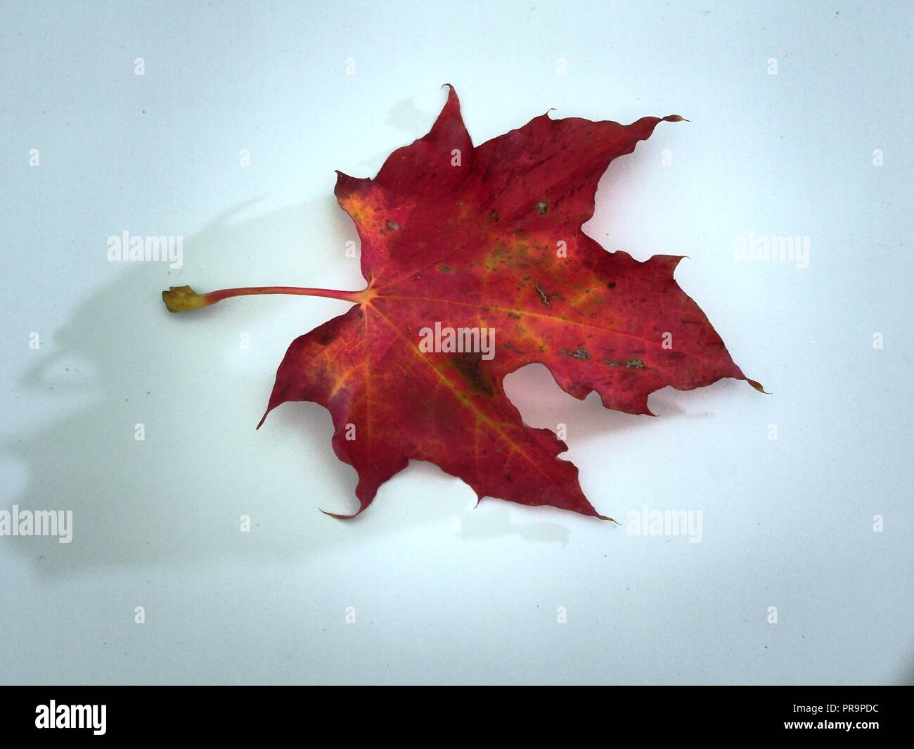 Feuille d'érable rouge tombé sur fond blanc. L'automne la chute des feuilles. Close up. Banque D'Images
