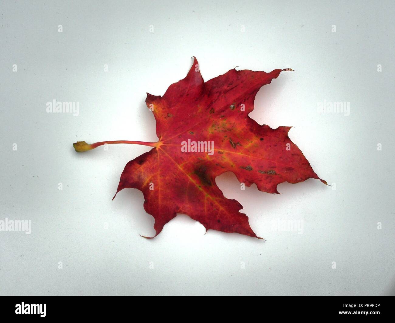 Feuille d'érable rouge tombé sur fond blanc. L'automne la chute des feuilles. Close up. Banque D'Images