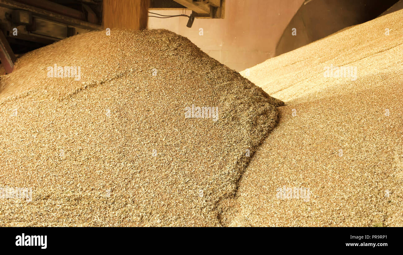 Grain de tas de blé dans un entrepôt. Banque D'Images