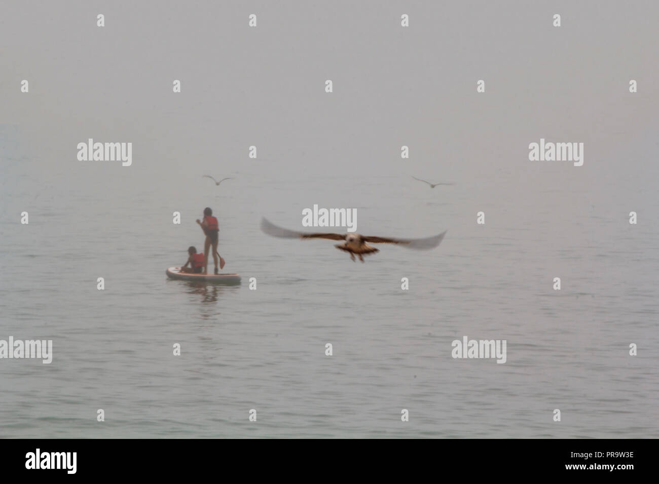 Paddle surf dans le brouillard avec vol de mouettes autour Banque D'Images