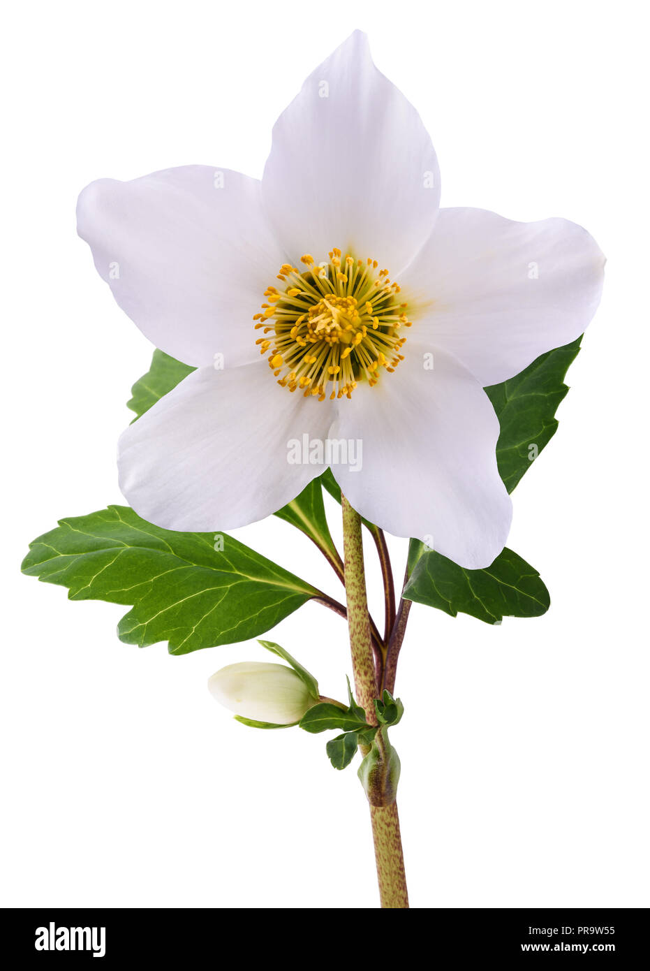 L'hellébore fleur (rose de Noël) isolated on white Banque D'Images