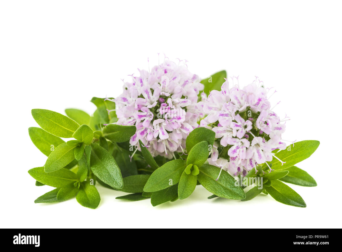 Fleurs de thym isolé sur fond blanc Banque D'Images