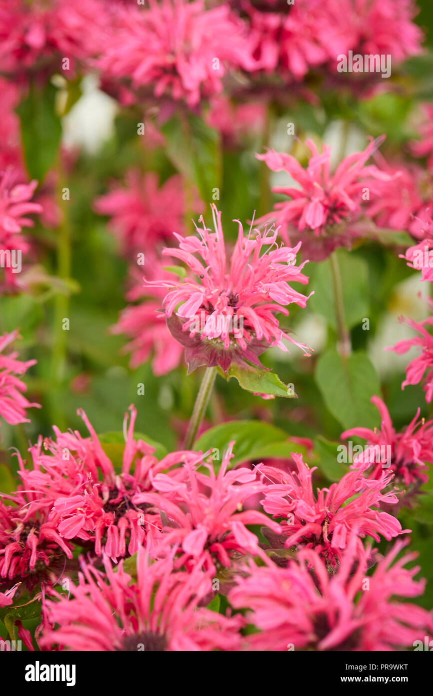 En dentelle rose, Monarda Banque D'Images