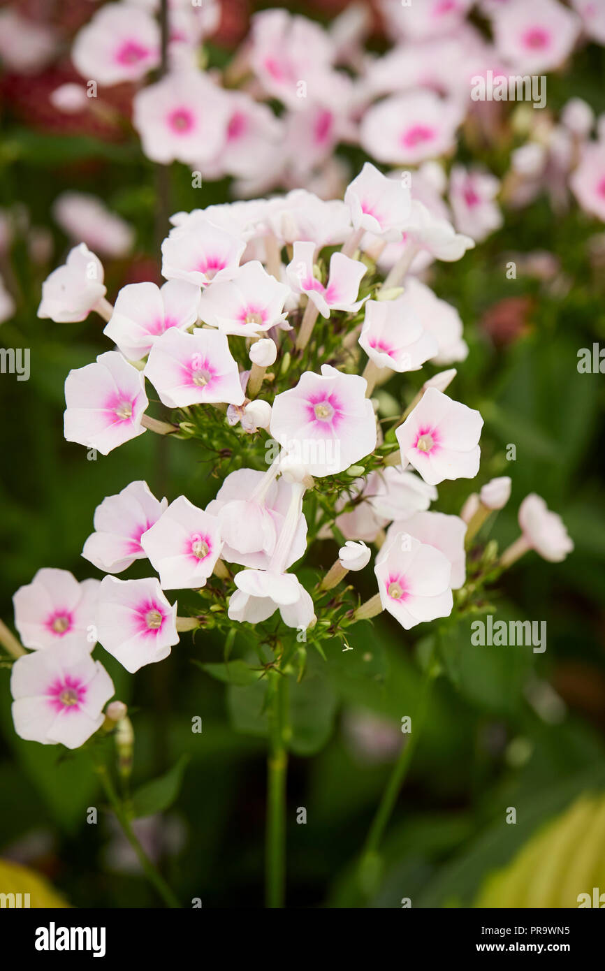 Phlox pink Star Banque D'Images